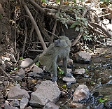 Chacma baboon